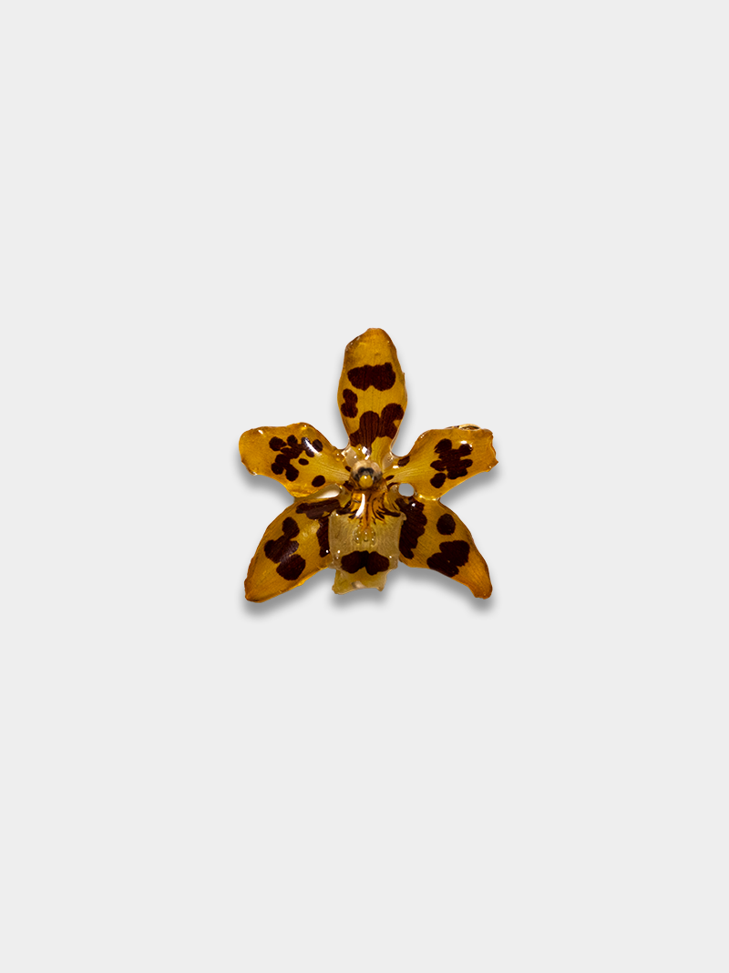 Orquídea / Talisman 08