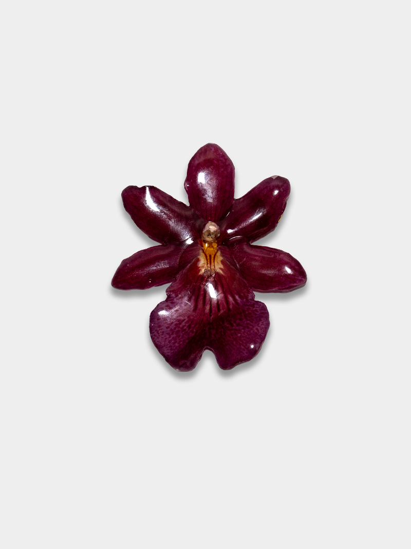 Orquídea / Talisman 10
