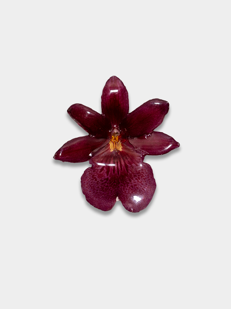 Orquídea / Talisman 11