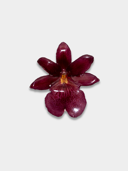 Orquídea / Talisman 11