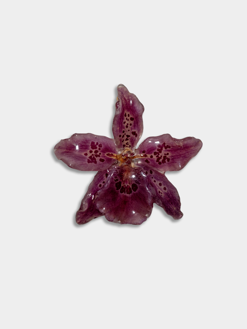 Orquídea / Talisman 12
