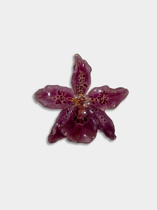 Orquídea / Talisman 12