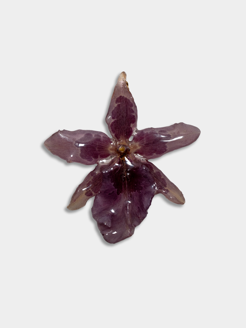 Orquídea / Talisman 14