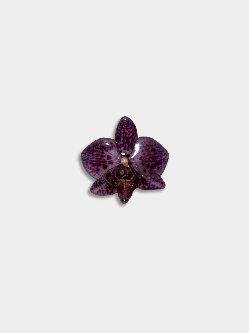 Orquídea / Talisman 15