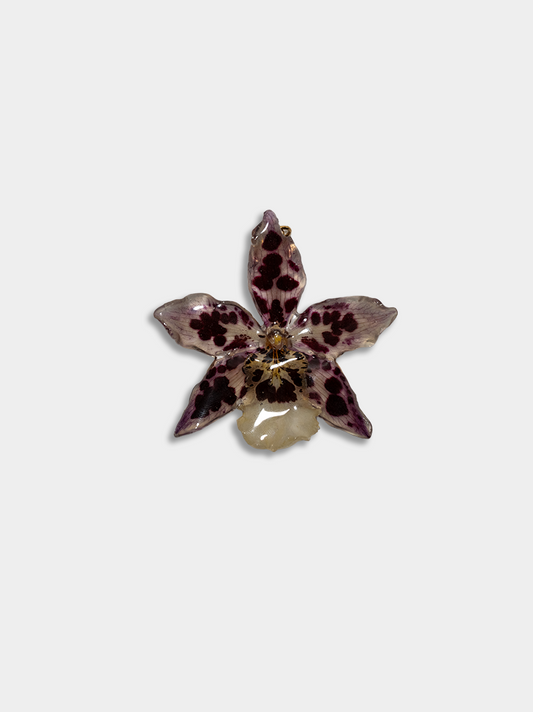 Orquídea / Talisman 16