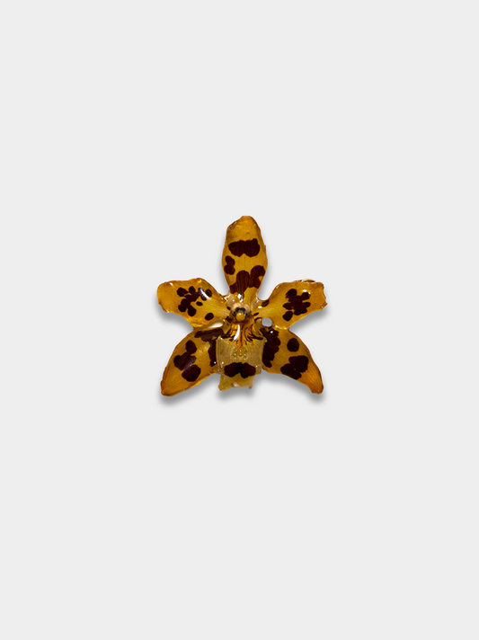 Orquídea / Talisman 08