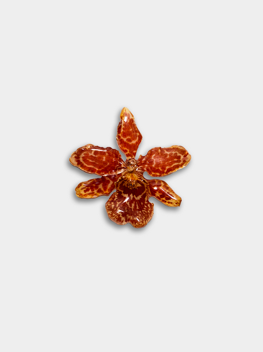 Orquídea / Talisman 22