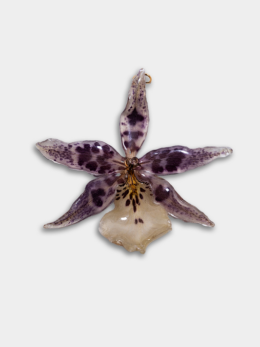 Orquídea / Talisman 23
