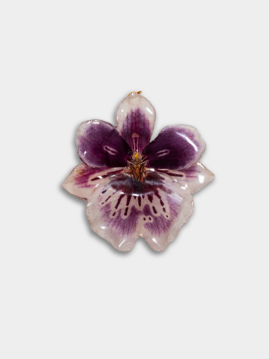 Orquídea / Talisman 24