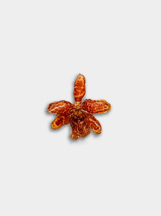 Orquídea / Talisman 25