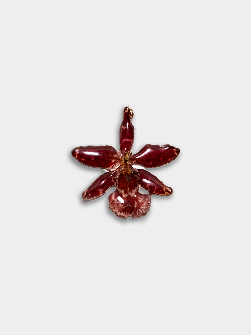 Orquídea / Talisman 26