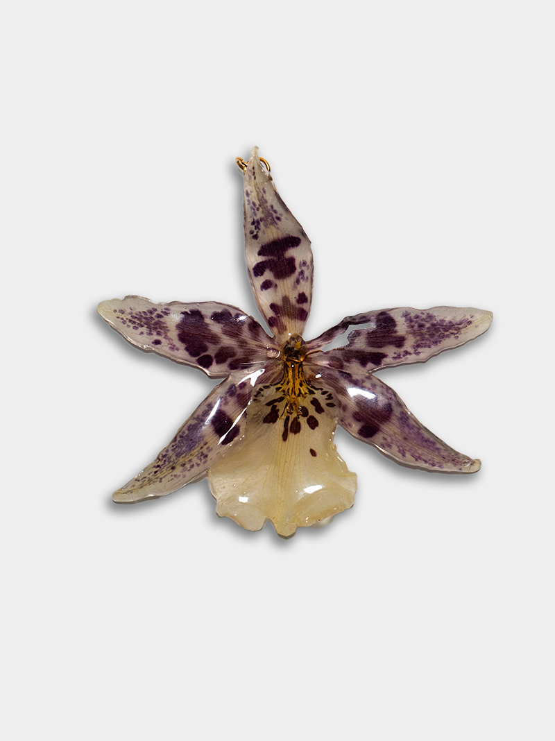 Orquídea / Talisman 27