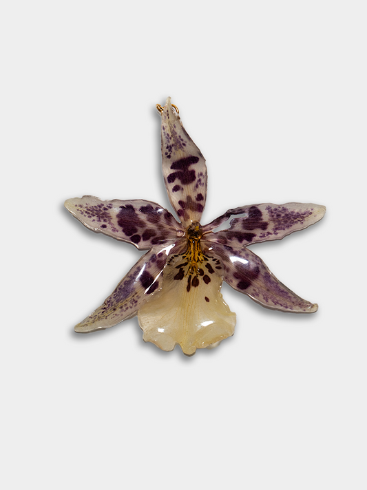 Orquídea / Talisman 27